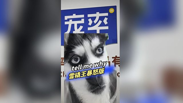 tell me why雪橇王暴怒版