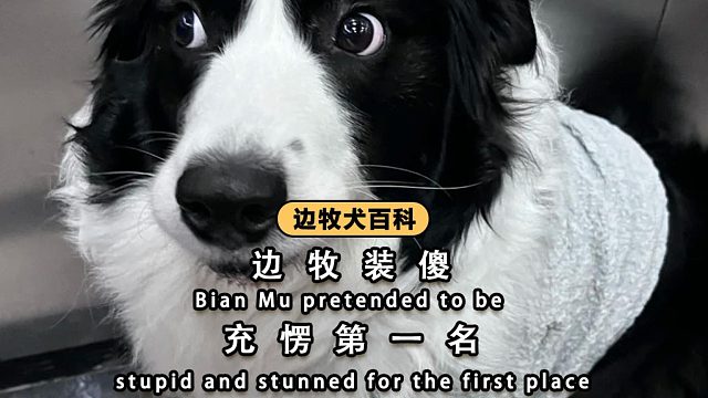 边牧装傻充愣第一名，你家有同款戏精吗？