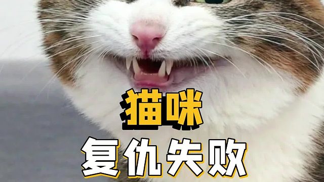 猫咪复仇失败，伤敌八百自损一千