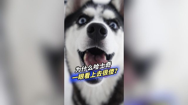 为什么哈士奇一眼看上去很傻？