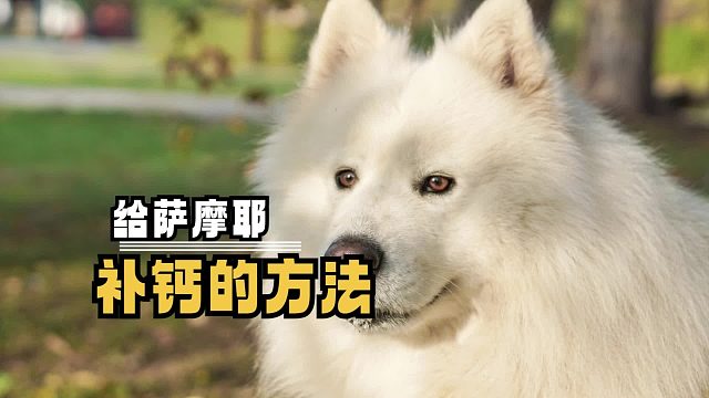 萨摩耶补钙攻略：为毛孩子的骨骼健康助力