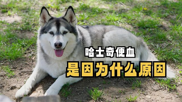 引起哈士奇便血原因，有哪些？