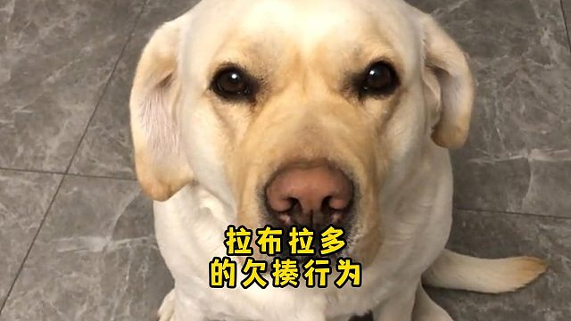 拉布拉多的欠揍行为，每一点都很让人嫌弃！