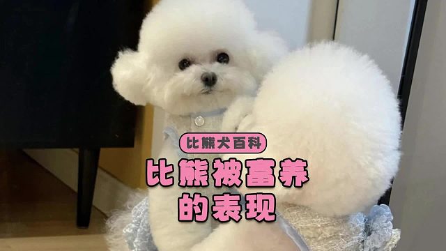 被富养的比熊，会有哪些特征呢？