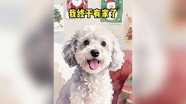 可怜的流浪比熊也想有个家