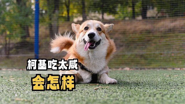 柯基吃太咸，对身体会有坏处