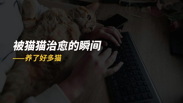盘点小猫治愈人类的瞬间，看完心情会变好