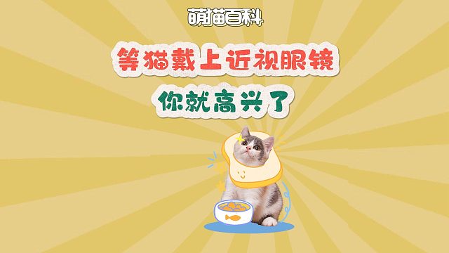重生之，睡醒变明星猫的一天