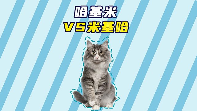 当猫咪看到镜子里的自己，一场纷争开始了！