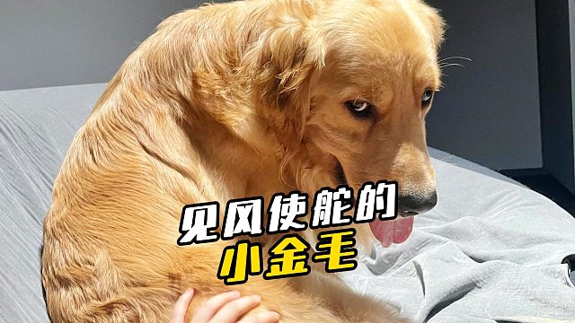 金毛：我是好狗，但他不是