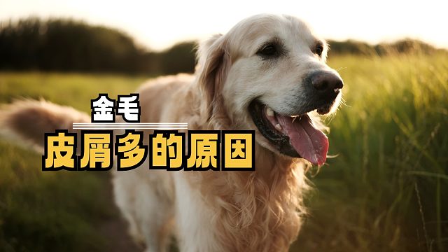 金毛出现皮屑原因多，快来逐一排查