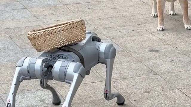 当机器狗遇上真狗