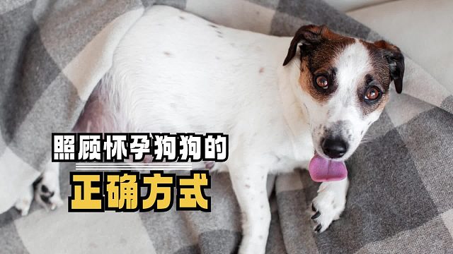 照顾怀孕狗狗，你需要知道这些