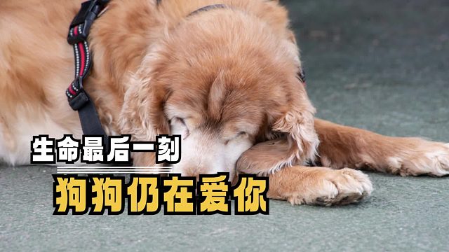 生命的最后狗狗仍在爱你，看得我眼泪哗哗流
