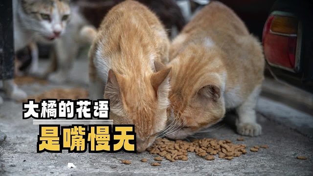 俩猫跟AI生成似的，突然就出现了