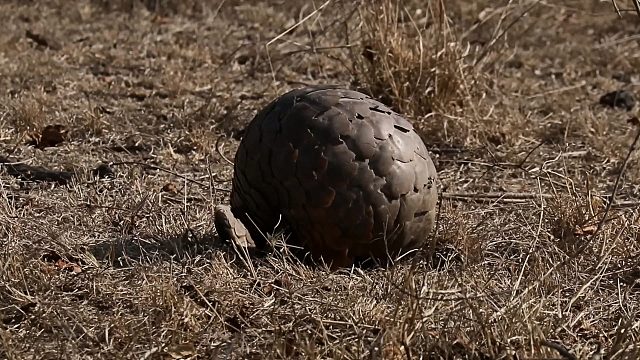 唯一让狮子下不去嘴的存在！