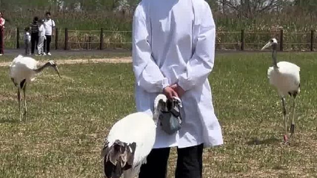 一群鸟鸟祟祟的丹顶鹤