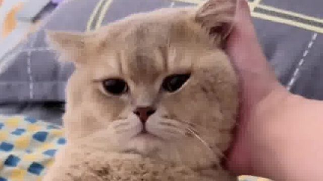 小猫：你有睡着的时候吧