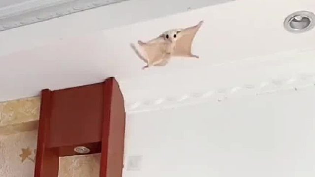 好家伙，飞就飞，怎么还把道具带走了呢