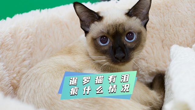 好奇？暹罗猫为何总被泪痕困扰