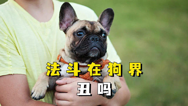 法斗在狗界丑吗？人喜欢，狗嫌弃！