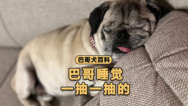 巴哥睡觉一抽一抽的，这是做梦了吗？