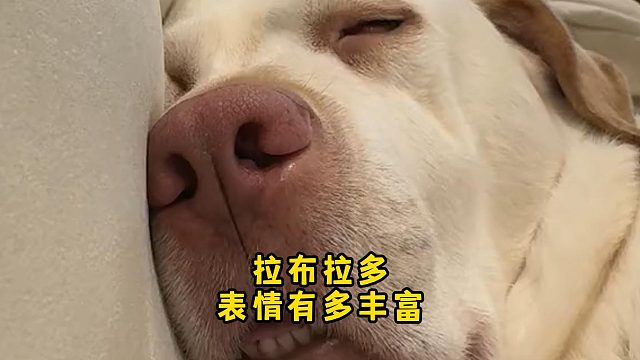 拉布拉多的表情太逗了，忍不住笑出声