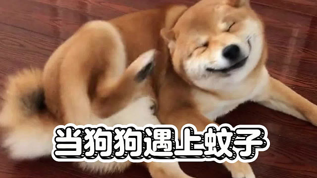 当狗狗遇上蚊子，会有什么反应？