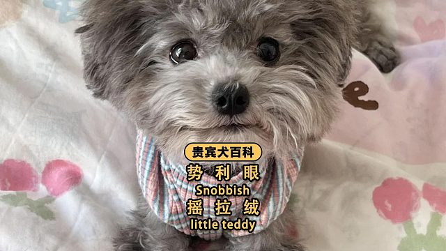 泰迪：你什么身份，也配给我洗澡？