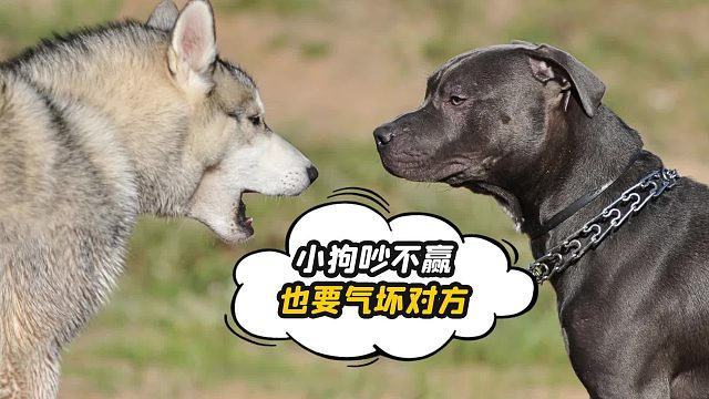 两只小狗吵架，完美诠释了吵架的最高境界