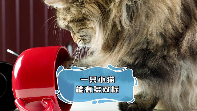 小猫：这家里谁是大小王，我还是能分得清的