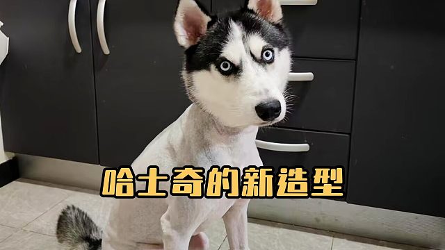哈士奇的新造型，这回头率拉满了！