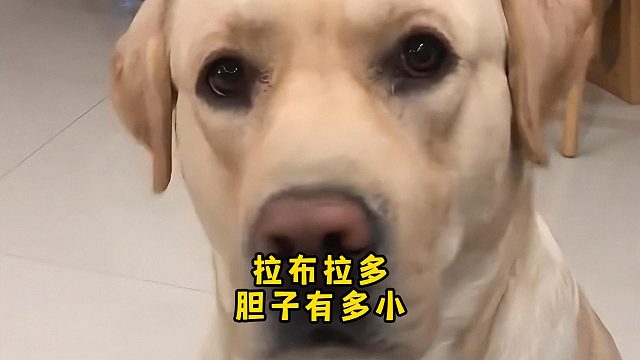 拉布拉多胆子有多小？堪比黄豆！