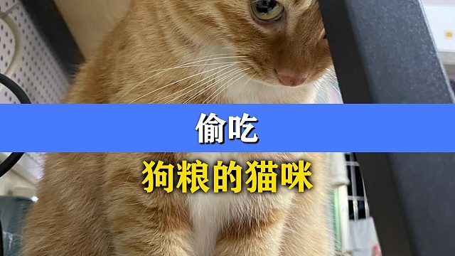 猫咪埋头苦吃，别人的饭就是香