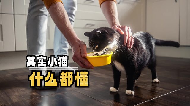 其实小猫什么都懂，这个世界不能没有小猫