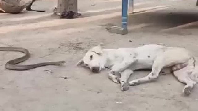 狗：死腿快动啊！