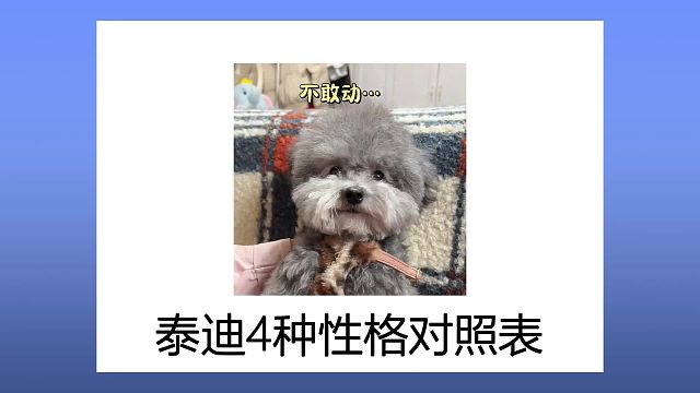 泰迪4种性格对照表，测测你家狗子人设