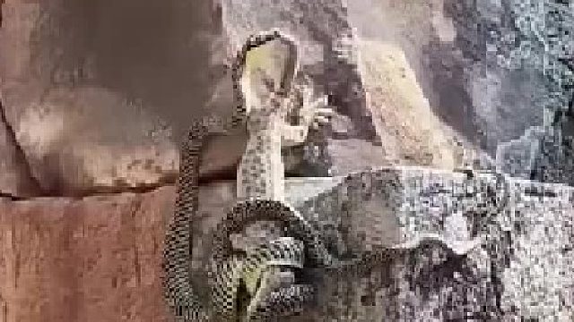 你有没有为爱拼过命？