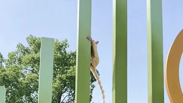 你会长出羽翼拥抱星河万里，将这世间温柔都尽收眼底