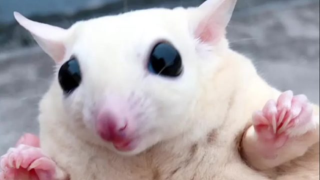 虽然生了个黑不溜秋的娃，却也是它视若珍宝的宝贝