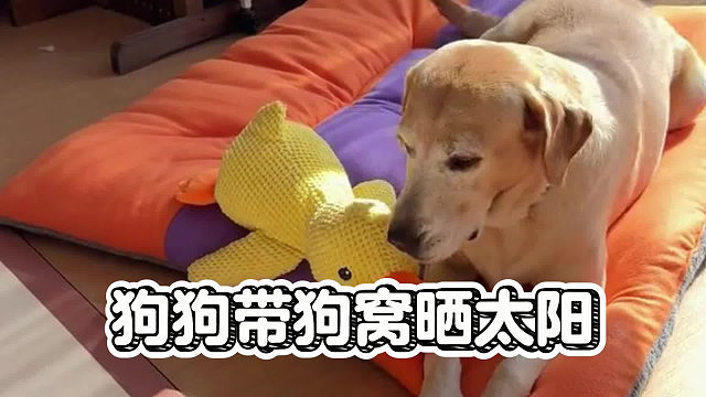 狗狗还挺会享受，晒太阳还带上窝