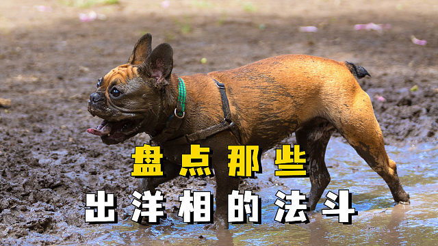 盘点那些出洋相的法斗，一个比一个好笑！