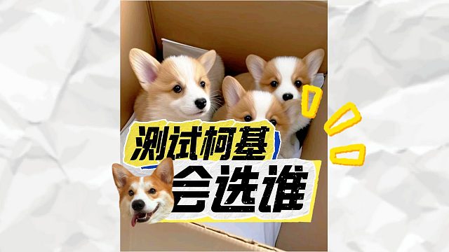 测试小狗会选择谁，柯基：小美我来了