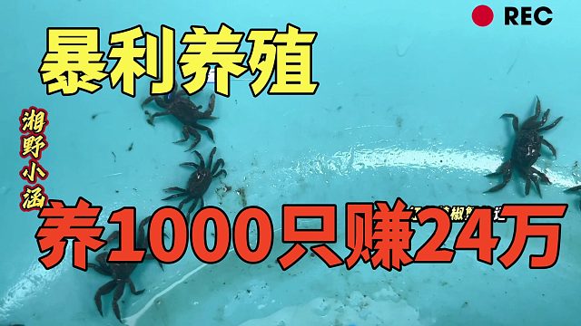 又一个新风口，养1000只赚24万，一只成本才几块，超利暴利！