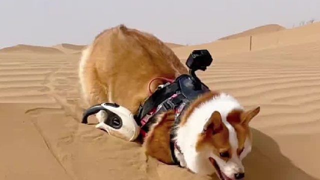 SUV狗和跑车狗果然差别很大
