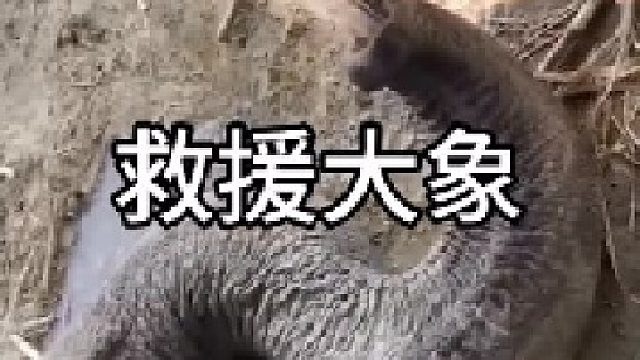 救援大象