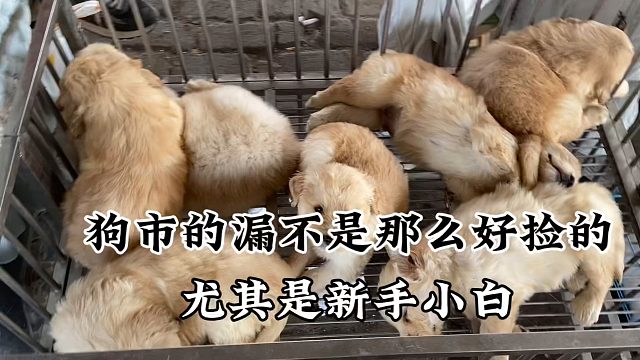 狗市的漏不是那么好捡的，尤其是新手小白，一定要特别注意！避坑