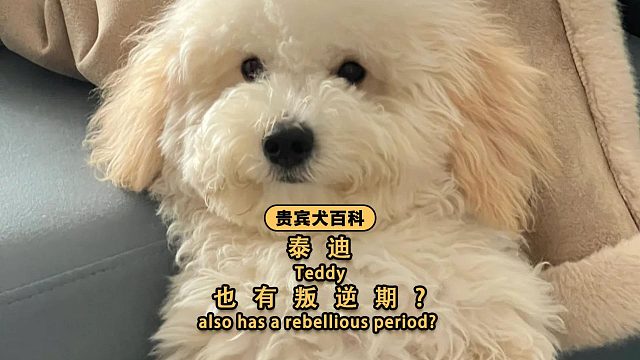 泰迪也有叛逆期？是的！