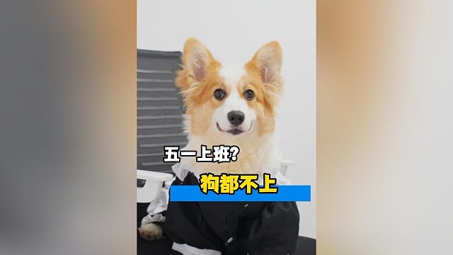 五一上班？狗都不上
