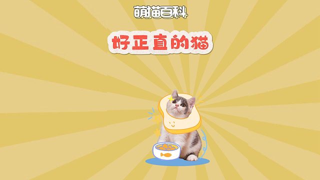 猫咪好霸道，好正直，我好喜欢